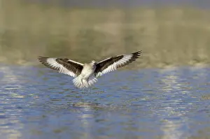 Willet: Willet - landing