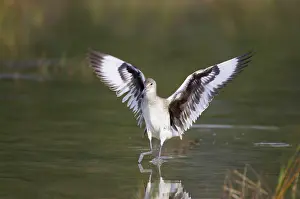 Willet: Willet - landing, with wings outstretched