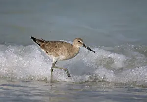 Willet: Willet - in sea, winter
