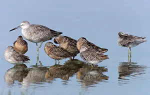 Petersburg: Willet with Short-billed Dowitchers