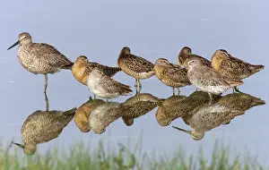 Petersburg: Willet with Short-billed Dowitchers