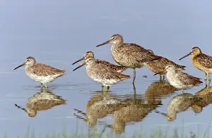 Petersburg: Willet with Short-billed Dowitchers