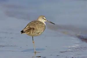 Willet: Willet - Standing on one leg