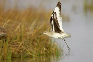 Willet: Willet - taking off from lagoon