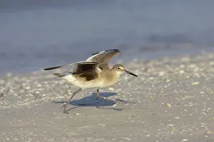 Willet: Willet - threatening another bird