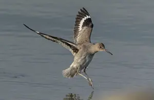 Migrating: Willet, Tringa semipalmata, in flight, coming in