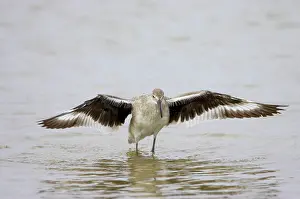 Willet: Willet - wing flapping after washing