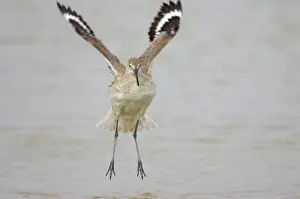 Willet: Willet - wing flapping after washing