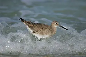 Willet: Willet - in winter