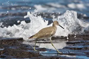 Willet: Willet - in winter plumage, feeding at tide-line