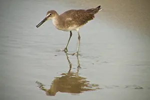 Willet: Willets