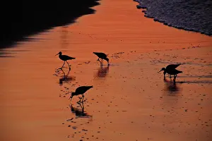 Willet: Willets