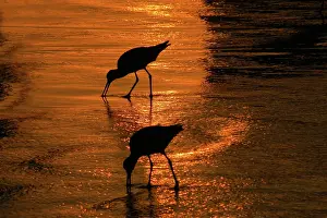 Willet: Willets