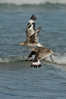 Willet: Willets in Flight showing molt