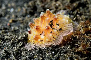 Manado: Willey's Halgerda Nudibranch
