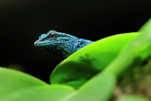 Williamsi: William's Dwarf Gecko / Electric Blue Gecko
