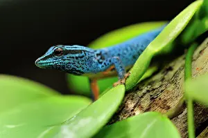 Williamsi: William's Dwarf Gecko / Electric Blue Gecko