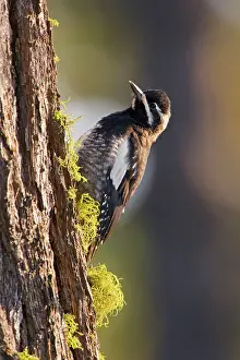 Sphyrapicus: Williamson's Sapsucker