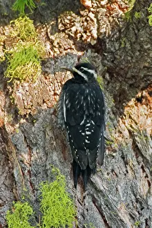 Sphyrapicus: Williamson's Sapsucker