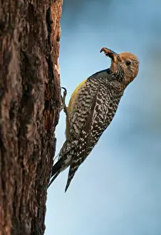 Sphyrapicus: Williamson's Sapsucker - female at nest hole
