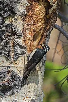 Sphyrapicus: Williamson's Sapsucker - male at nesting cavity in summer -