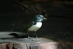 Rhipidura: Willie Wagtail