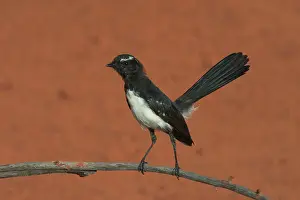 Rhipidura: Willie Wagtail