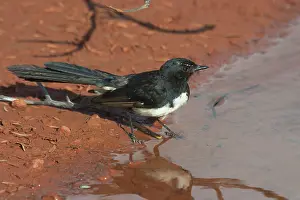 Rhipidura: Willie Wagtail