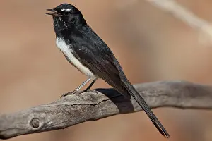 Rhipidura: Willie Wagtail