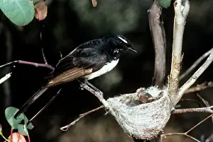Wagtails: Willie Wagtail