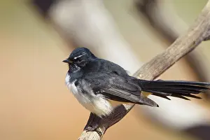 Wagtails: Willie Wagtail