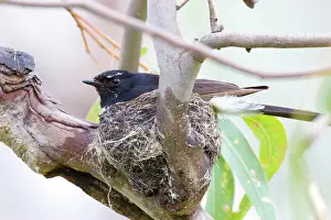 Brooding: Willie Wagtail on nest