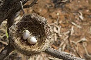 Rhipidura: Willie Wagtail nest and eggs