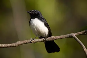 Tableland: Willie Wagtail - Perched on a branch - Hasties Swamp