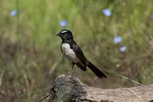 31517: Willie Wagtail Perched on a log Peppimenarti Northern