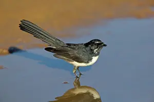 Rhipidura: Willie Wagtail - at a pool