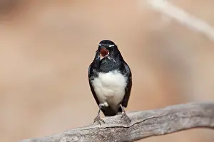Rhipidura: Willie Wagtail - singing