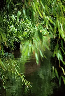 Weeping: Willow