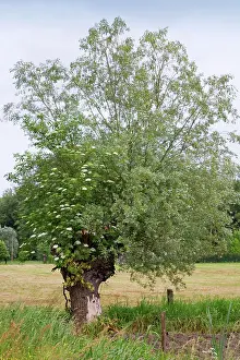 Sambucus: Willow