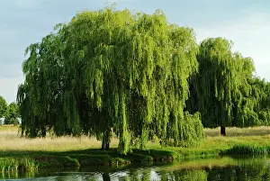 Wick: Willow