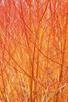 Fiery: Willow