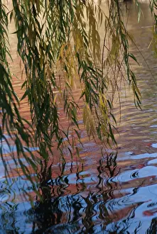 Weeping: Willow