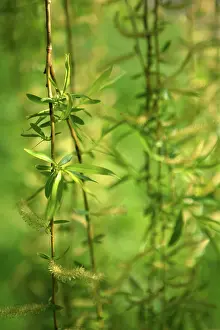 Catkin: Willow