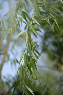 Supple: Willow