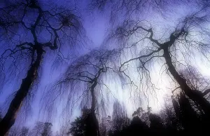 Unexplained: Willow