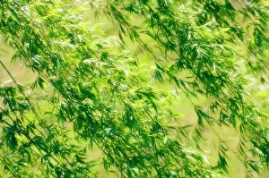 Weeping: Willow