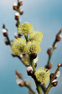 Pussy: Willow