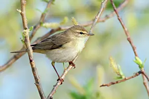 Phylloscopus: Willow