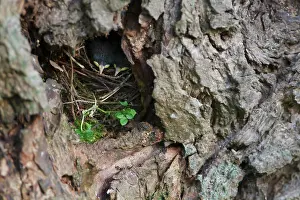 Nesthole: Willow