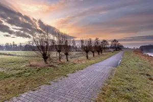 Cycling: Willow